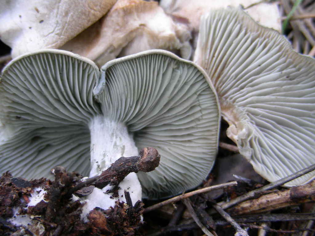 Clitocybe odora var.alba ..... in Abruzzo